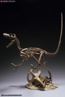 Master Fossil Skeleton Model Series - Velociraptor 41 cm
